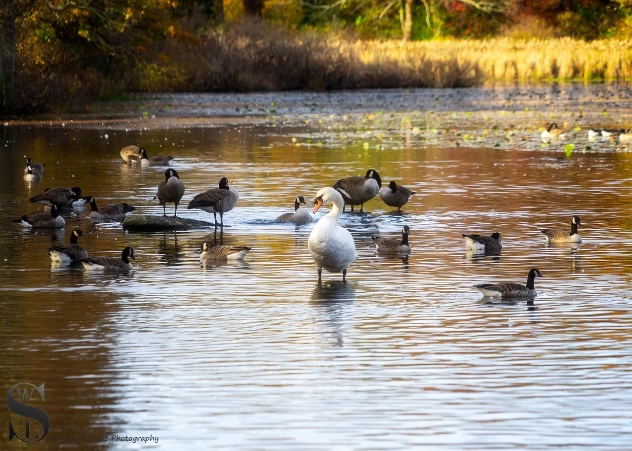 ww Buttonwood park-3.jpg