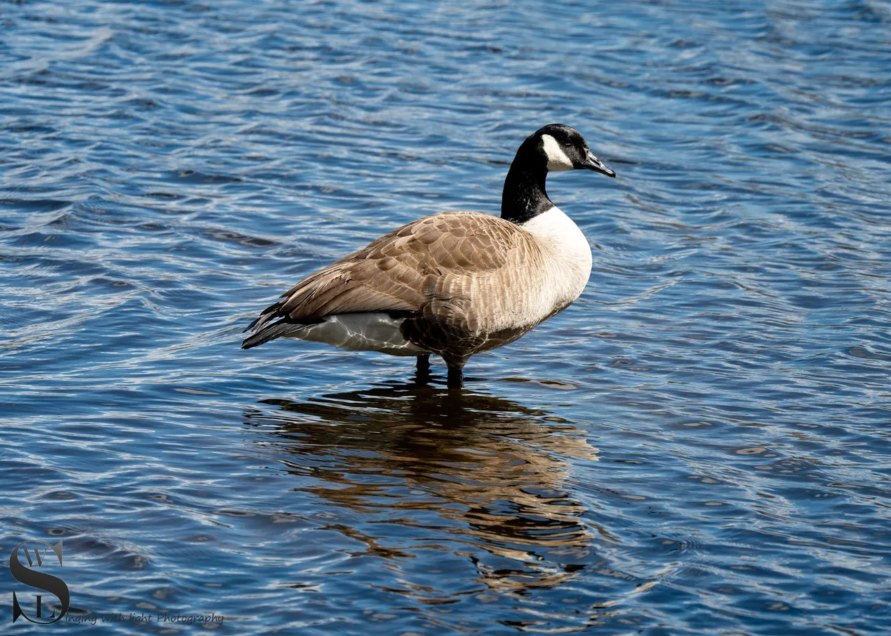 ww by the pond-4.jpg