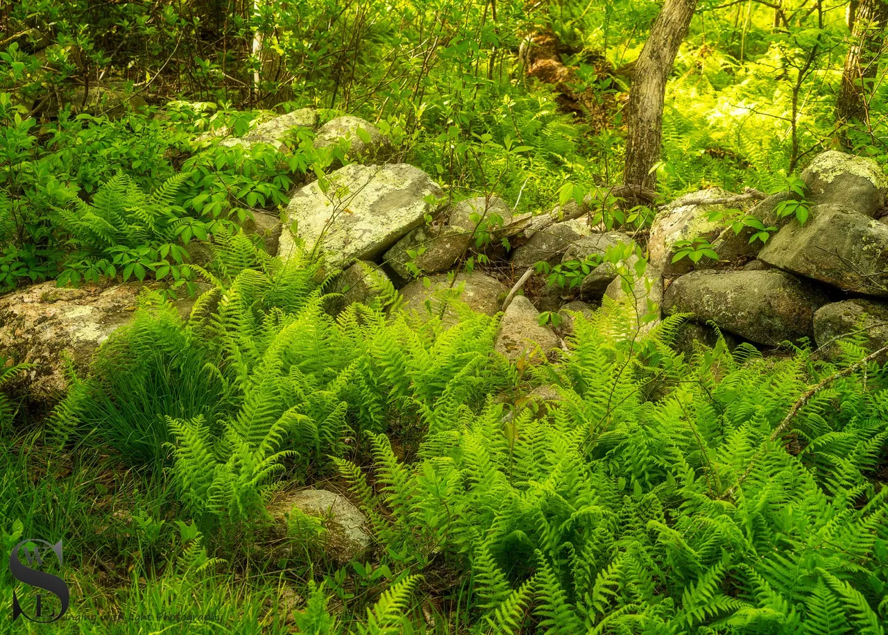 ww Knowles reserve-8.jpg