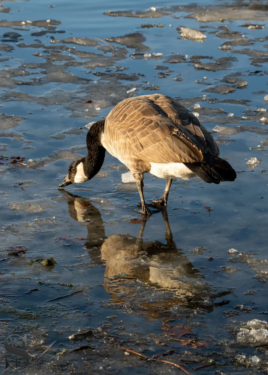 bs birds on the pond-5.jpg