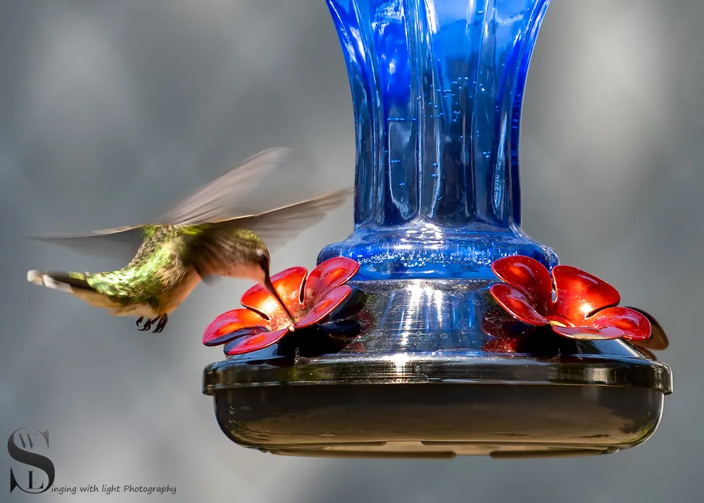 hummingbird-3.jpg