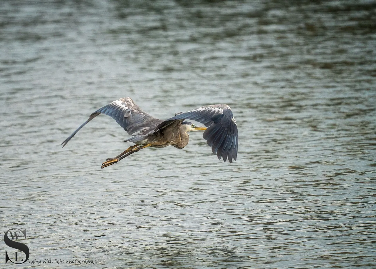 birds-2.jpg