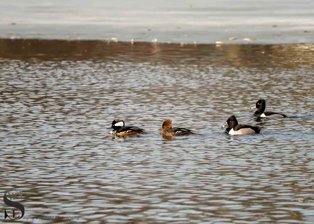 birds sb-3.jpg