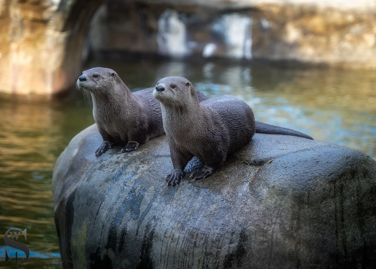 at the zoo-5.jpg