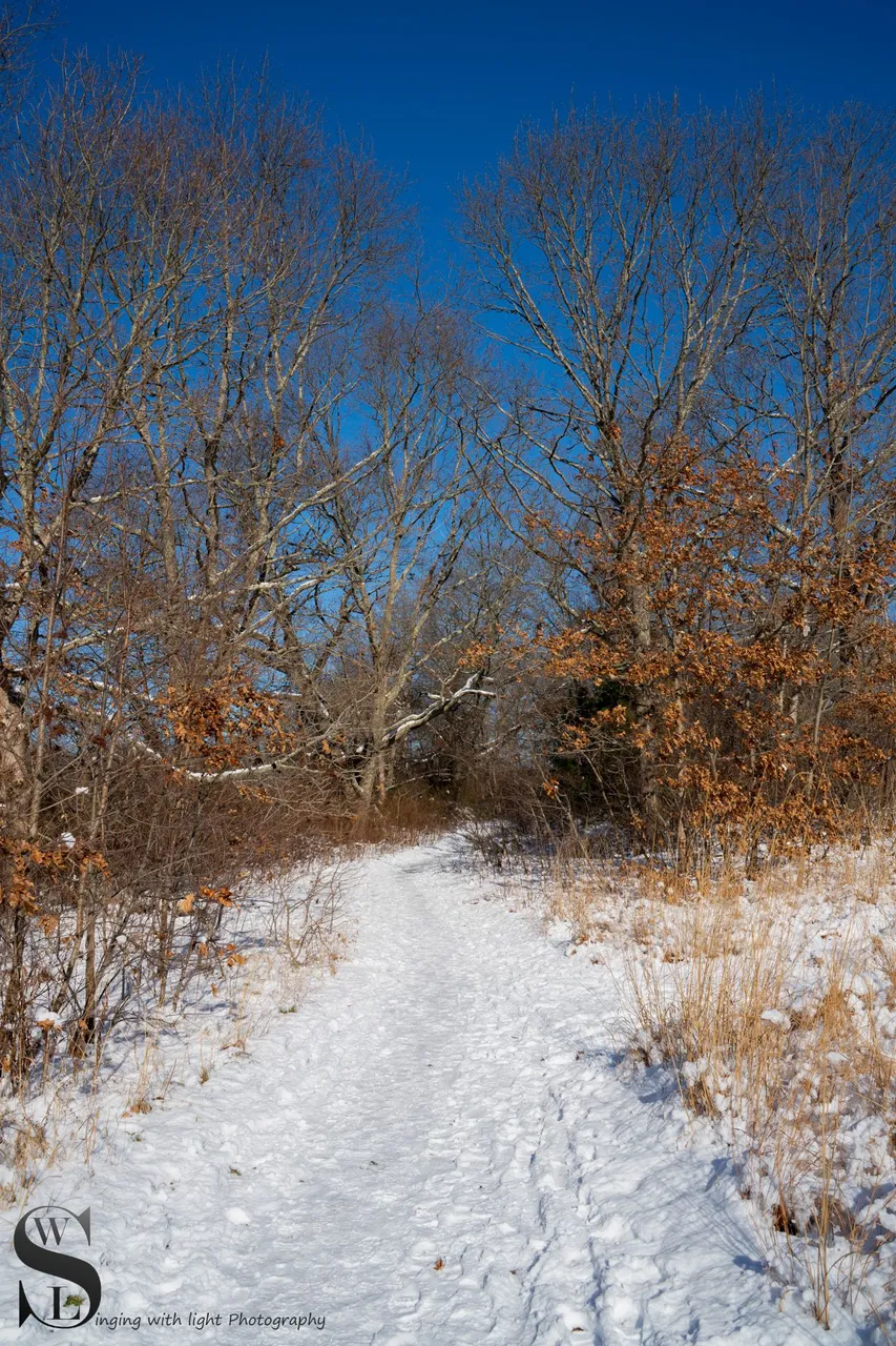 snow day-5.jpg
