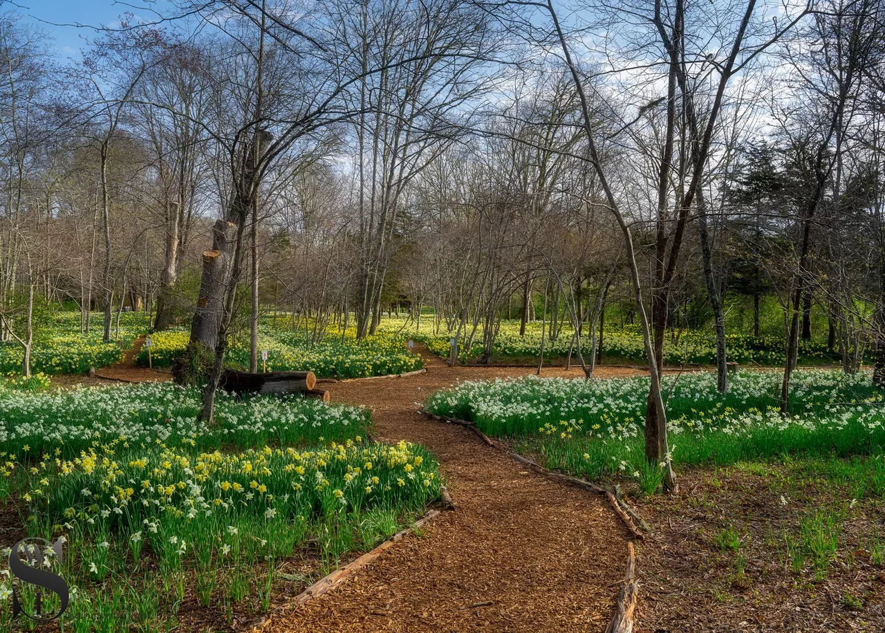 daff fields-1.jpg