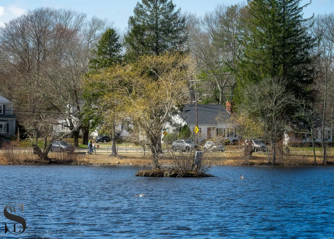 ww by the pond-2.jpg