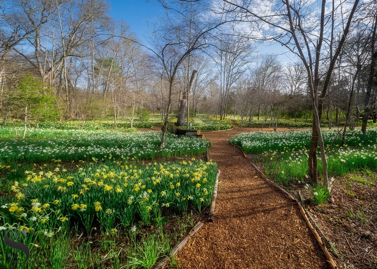 daff fields-3.jpg