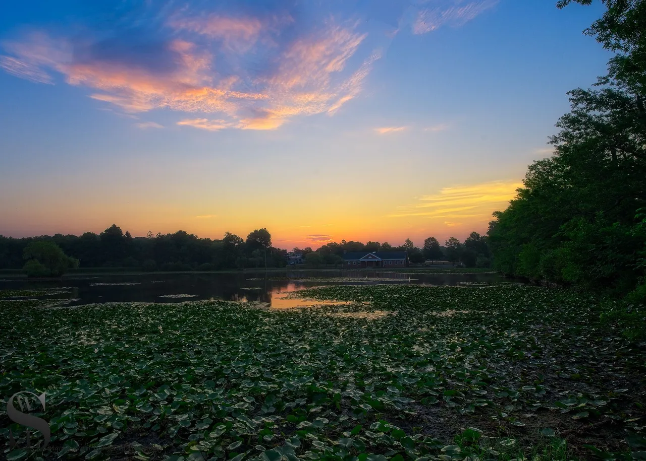 pond water low-3.jpg