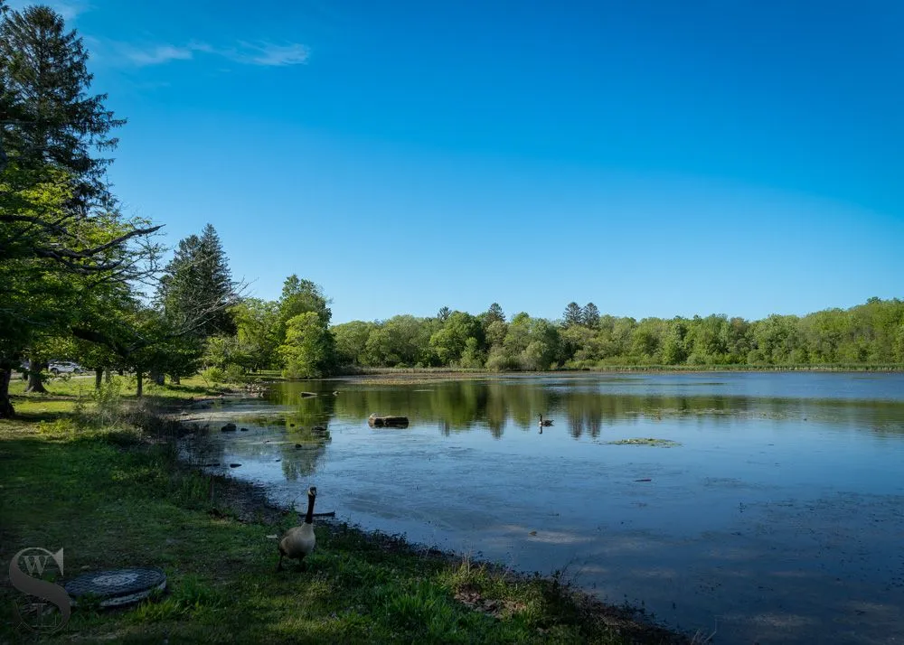 pond at Buttonwood Park-5.jpg