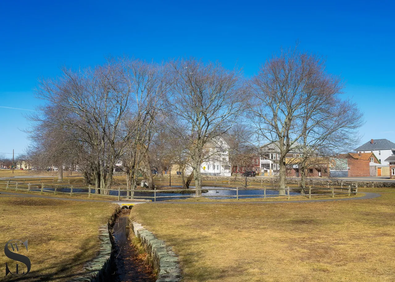 ww Trees brooklawn park-3.jpg