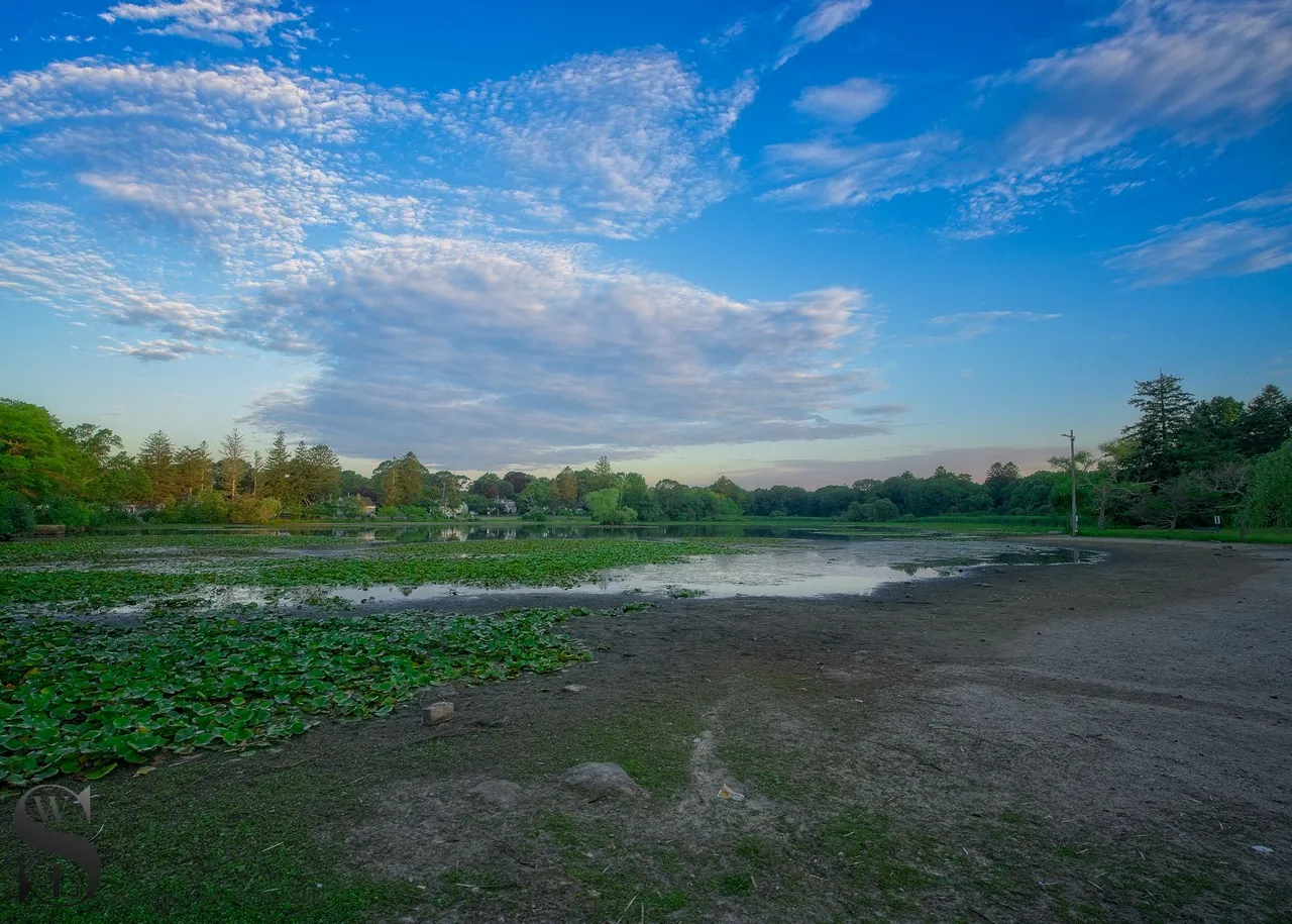 pond water low-2.jpg