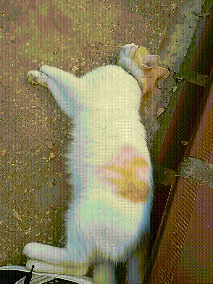 VID_20251107_174308_0_ (1).gif