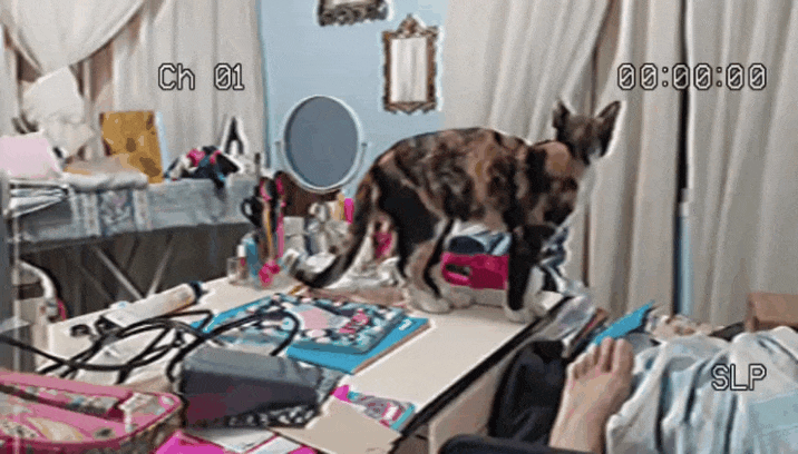 20231009_234404.gif