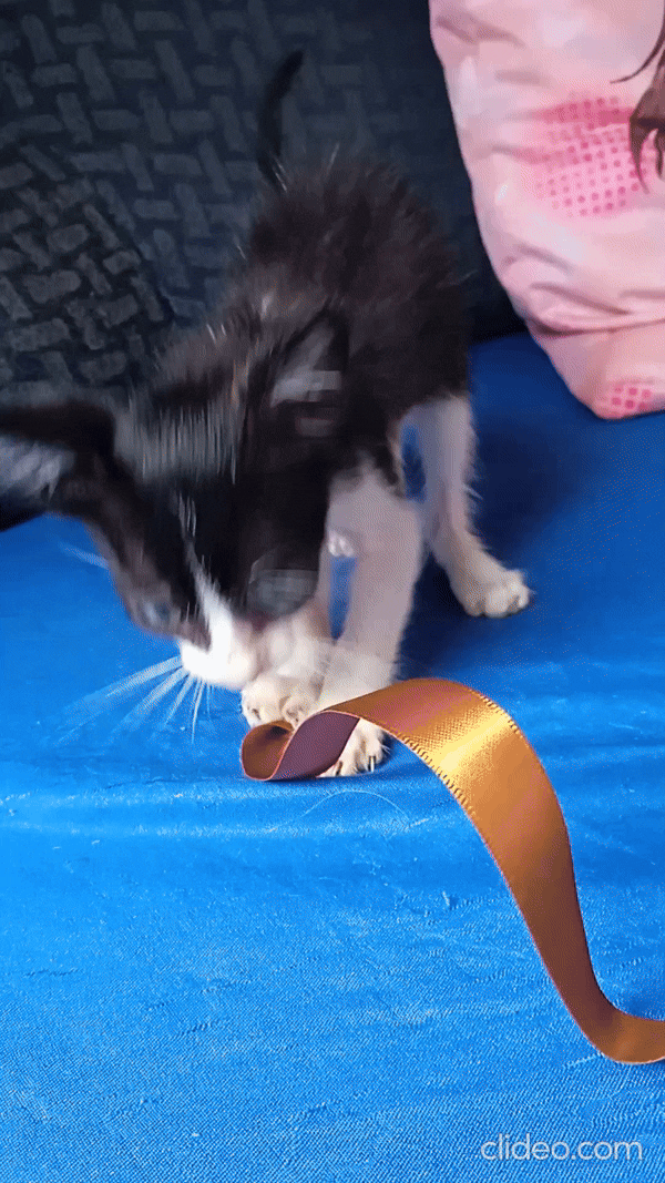 vid-20251023-094708-0_mBYY4rzC.gif