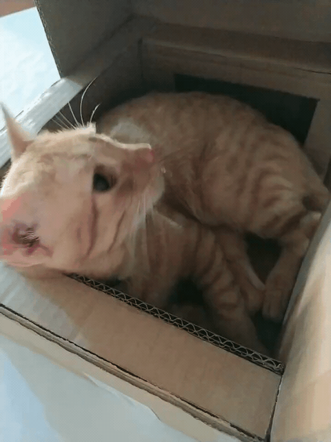 1743882775840.gif