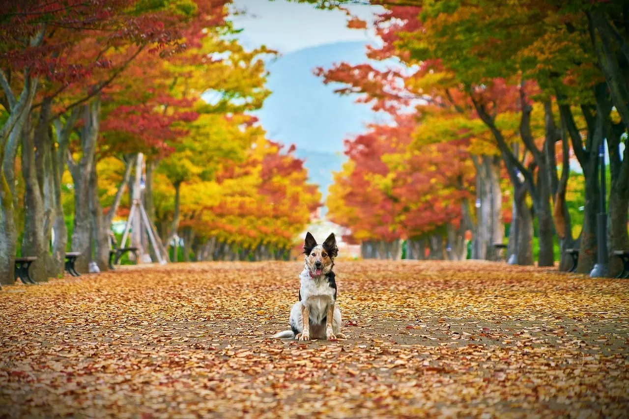 autumn-4470022_1280.jpg