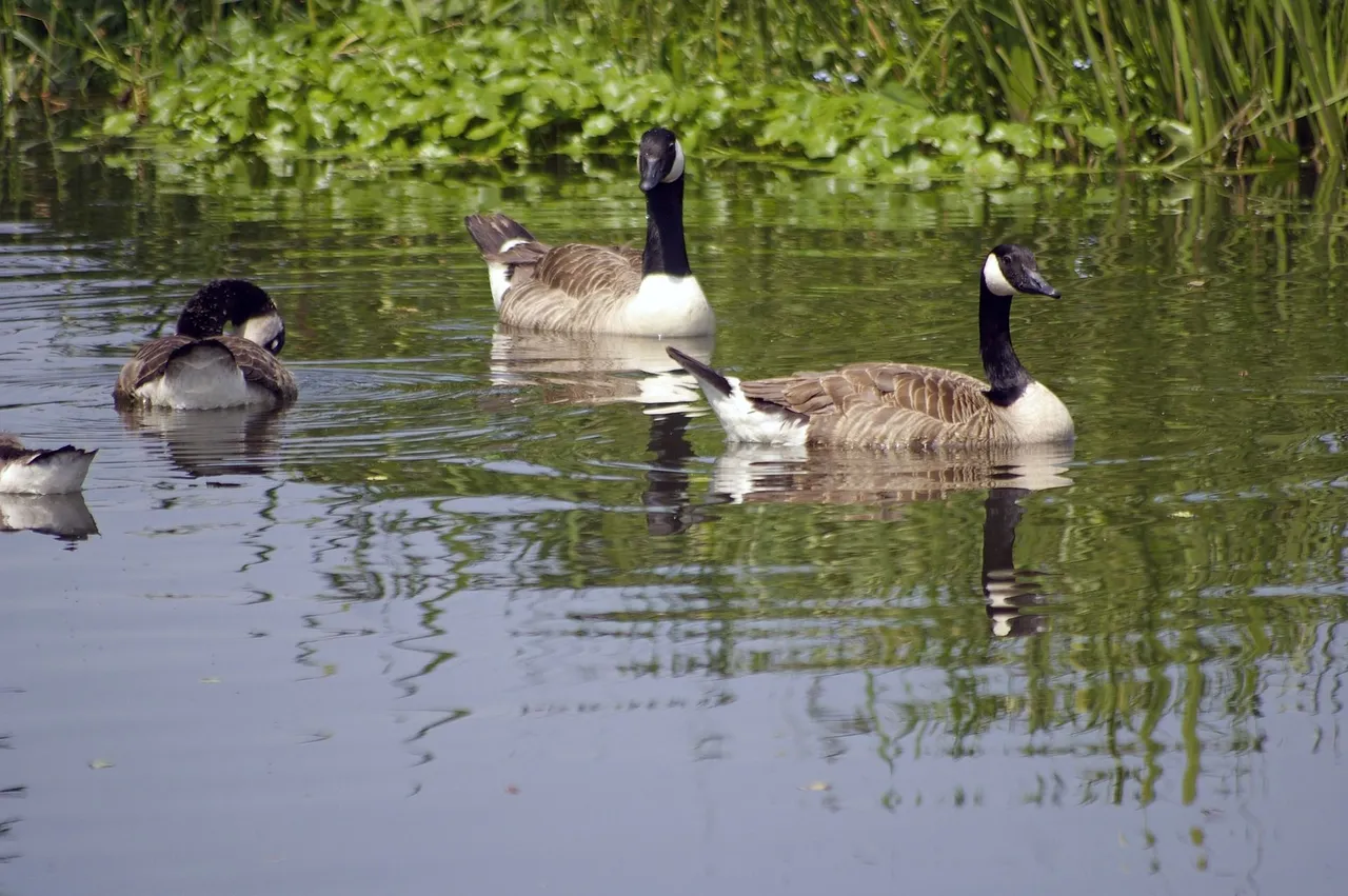 canada-goose-g1e58b5a7a_1920.jpg