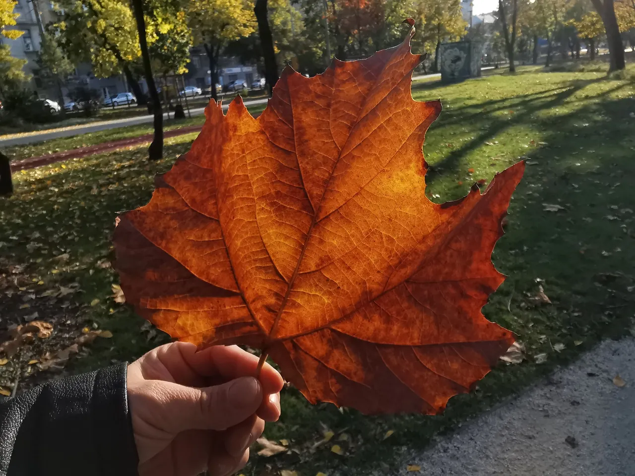 Huge leaf Margitsziget Budapest January 2021.jpg