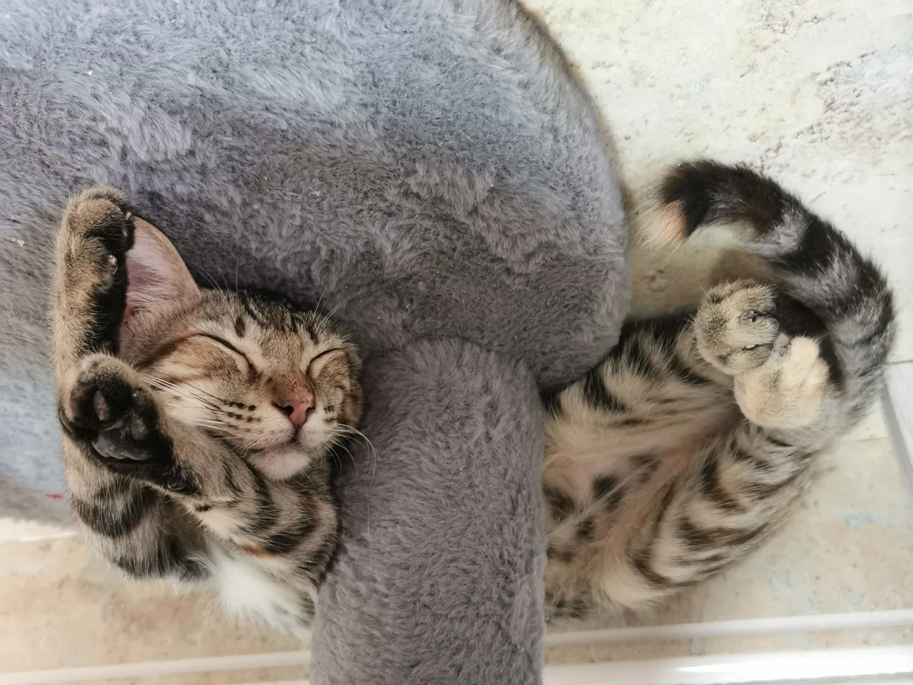Mojo Upside Down.jpg