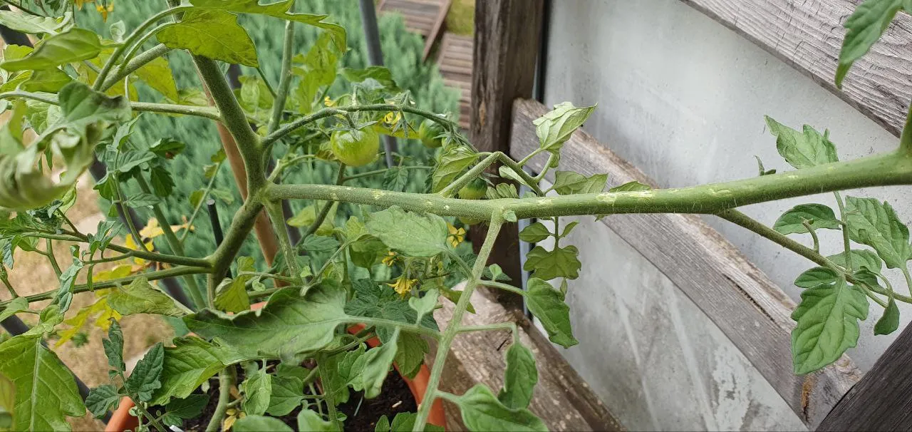 tomtato-gewitter2.jpg