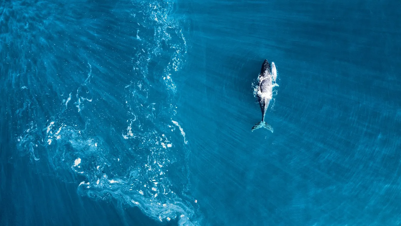 dji_fly_20230729_125448_439_1690755799673_photo_optimized.jpg