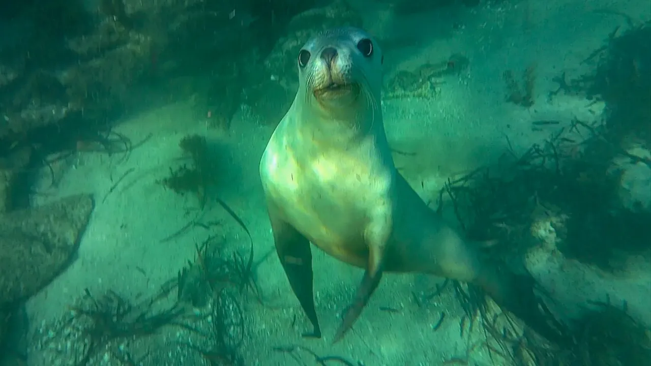 seal 28.jpg