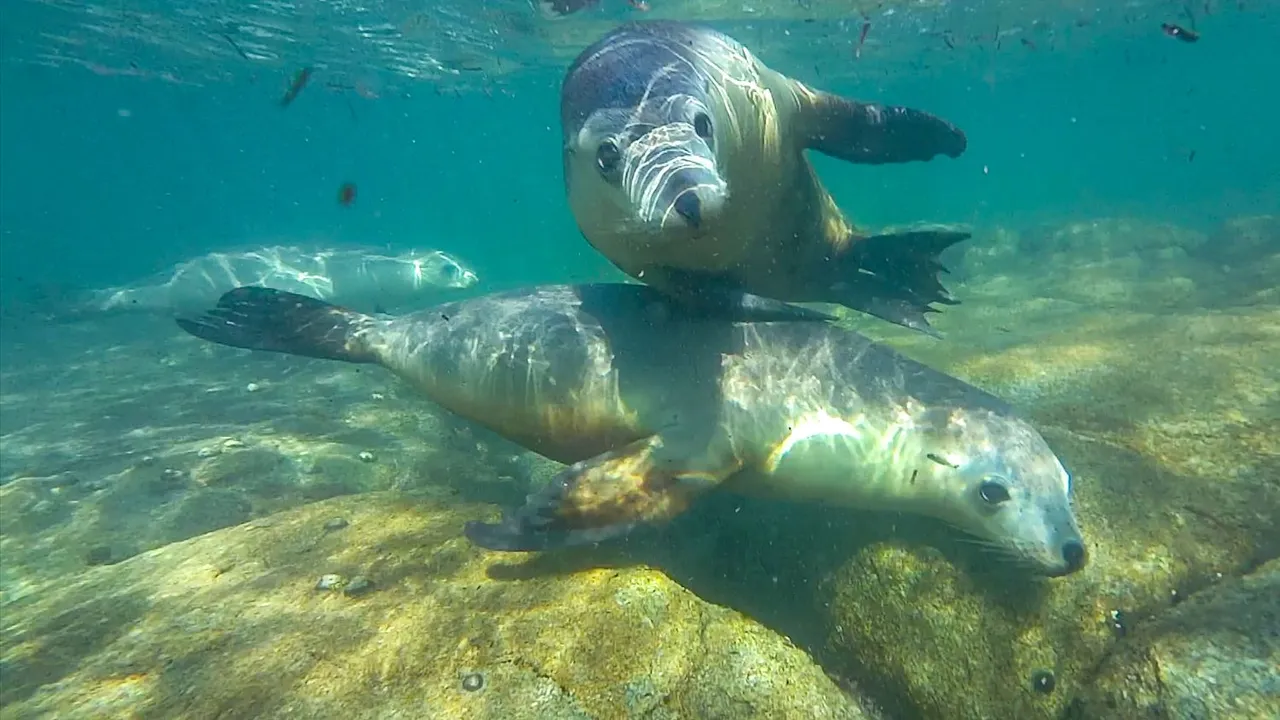seal 36.jpg