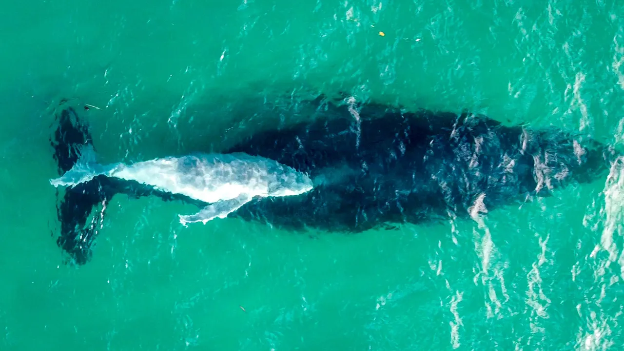 whale 16.jpg