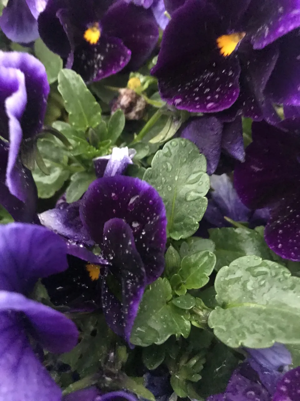 6F4532FF-93EE-4895-9E6C-A81AC953F0D3.jpeg