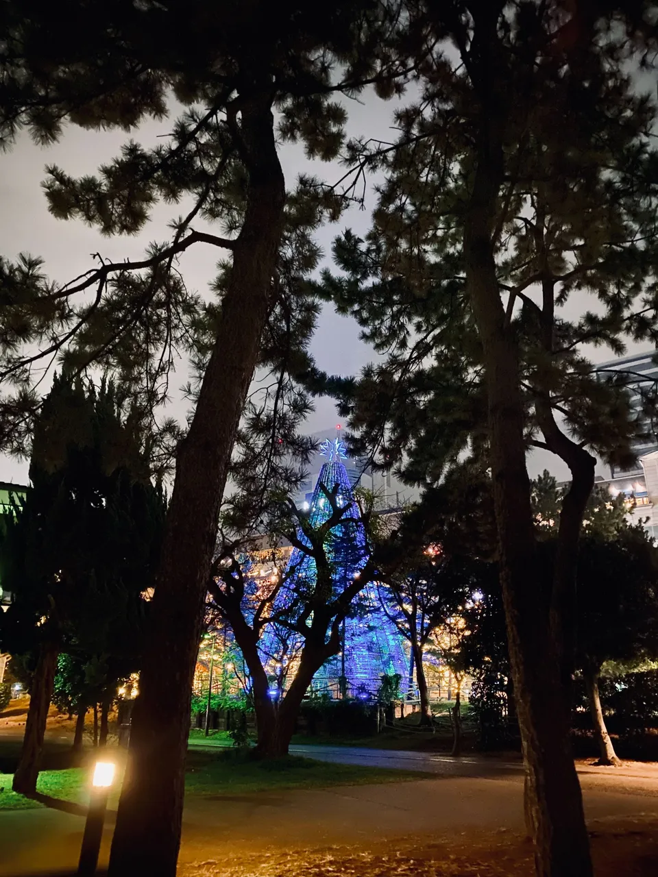 tree.jpeg