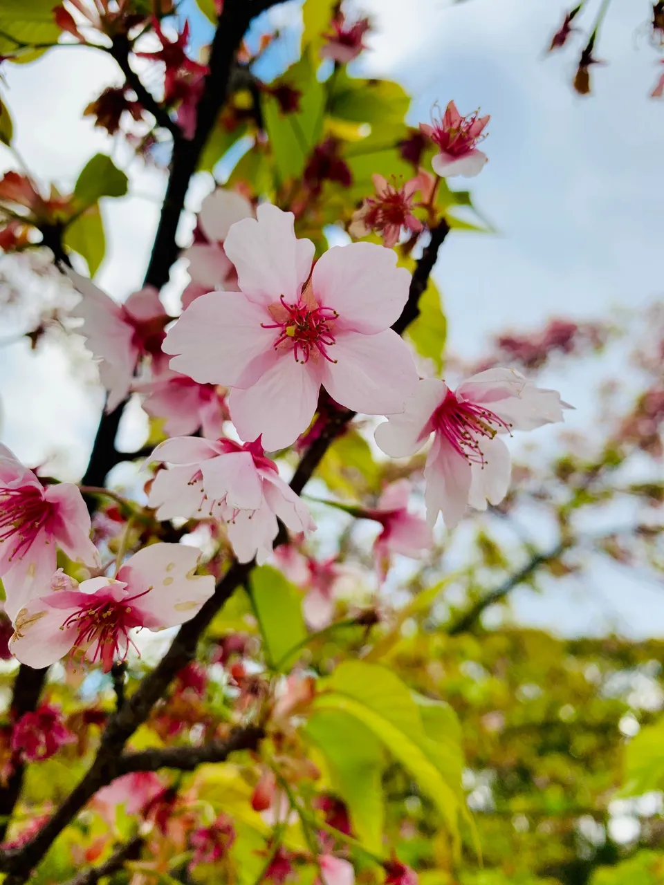 cherry blossoms up close