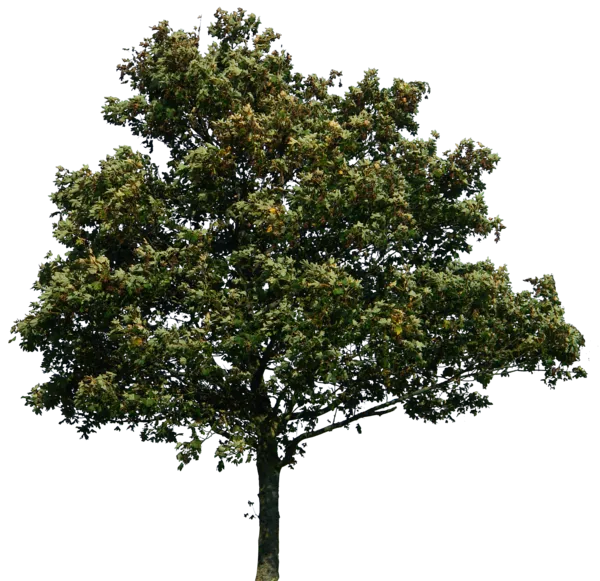 purepng.com-treetreewoodplantbranch-1411527181960h3h8y.png