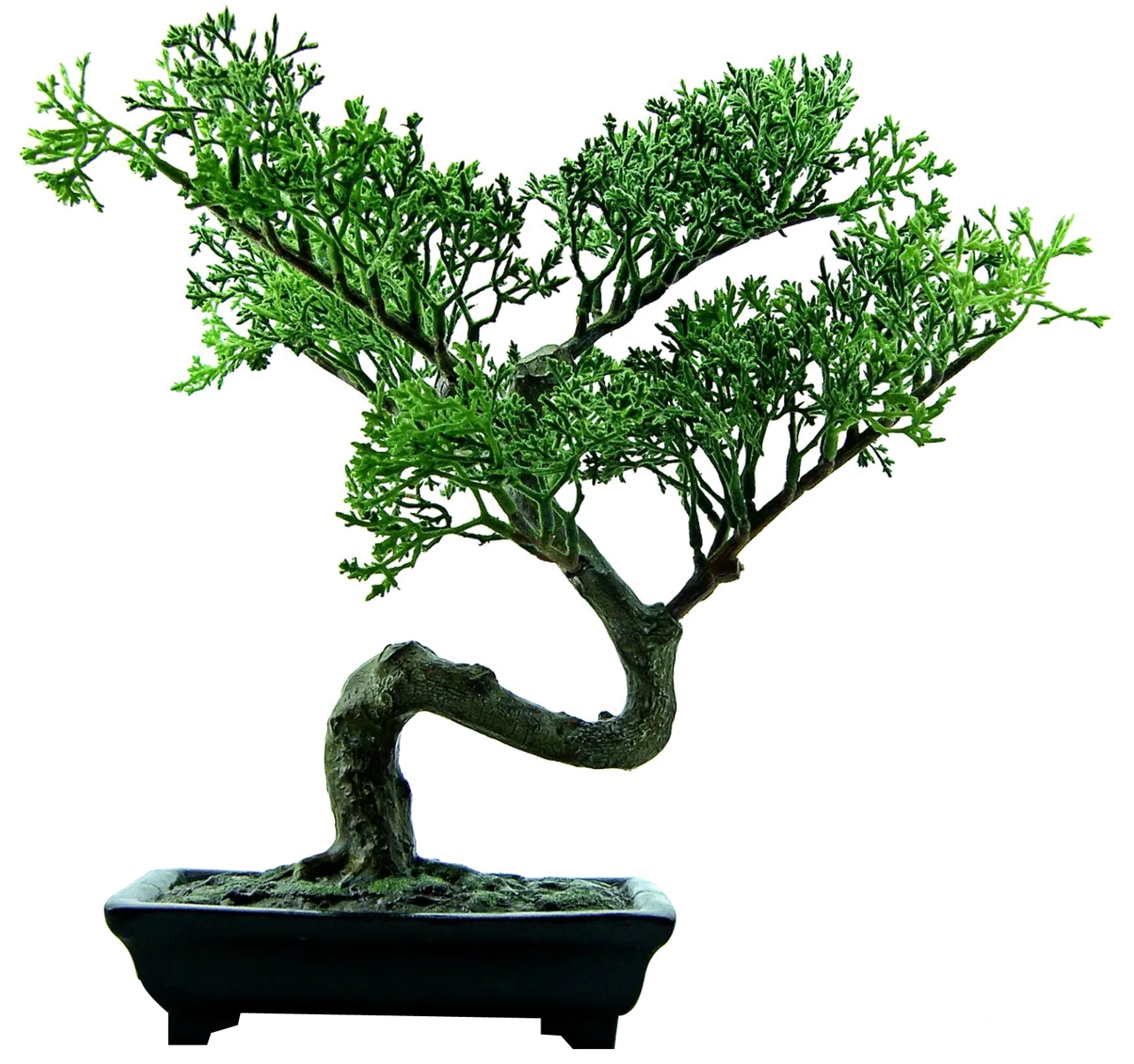 purepng.com-bonsai-treenaturebonsaitree-961524678706soijt.png