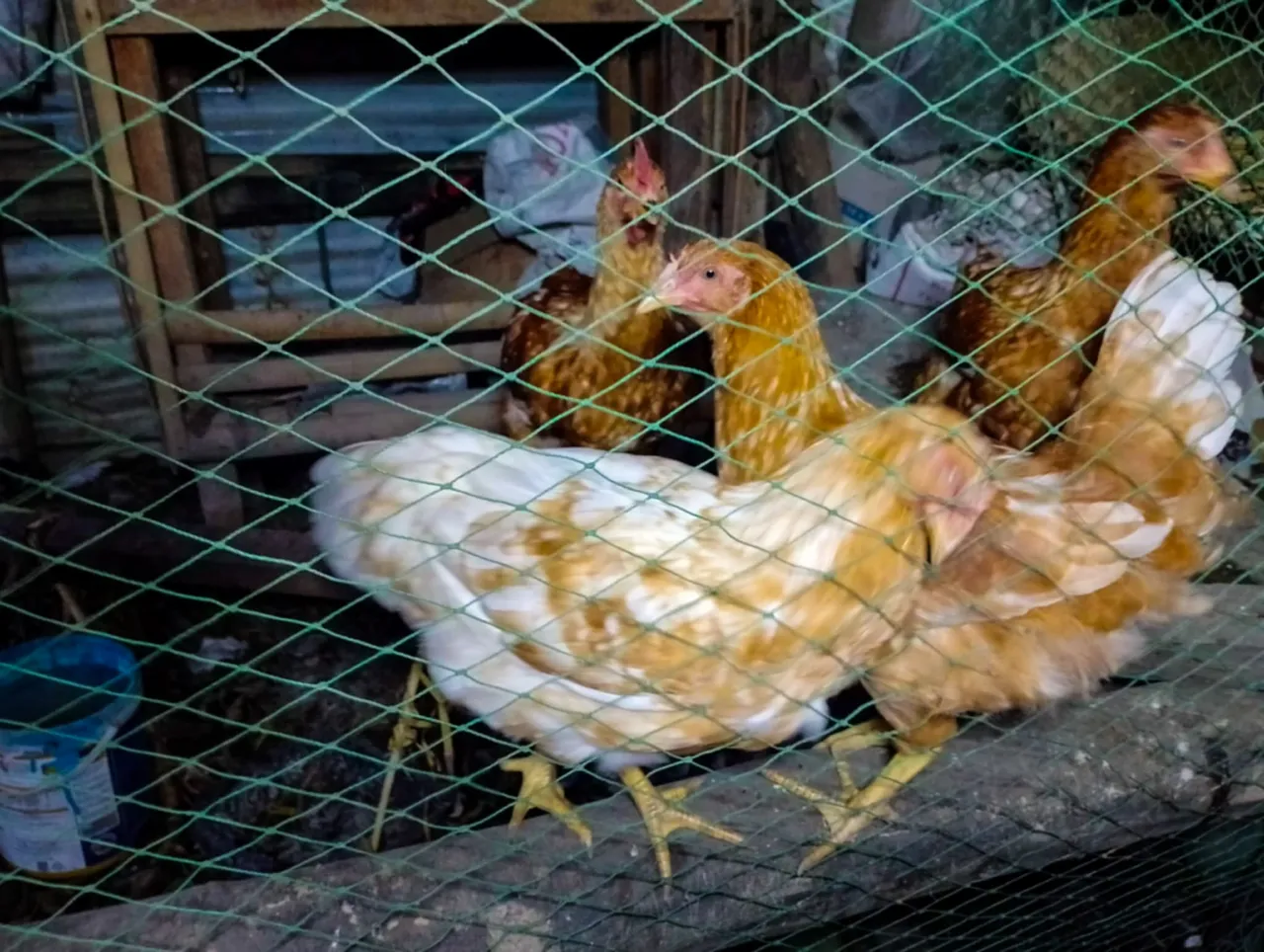 Messenger_creation_78B0EEC5-0750-4C88-95F5-C72BB8E7AEB2.jpeg
