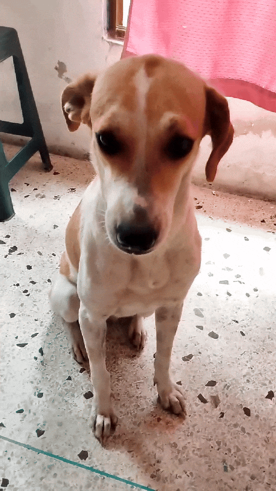 2.gif