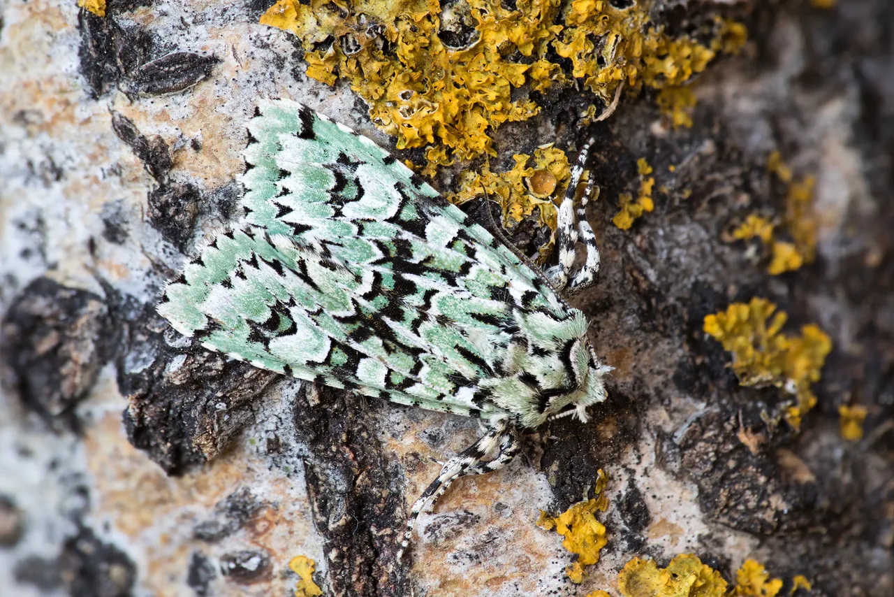 Grüne Eicheneule Griposia aprilina_CI4A615210_HFBF.jpg