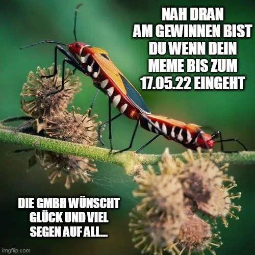 meme_gmbh_contest_vii_rennschnitzel_insekten_2.jpg
