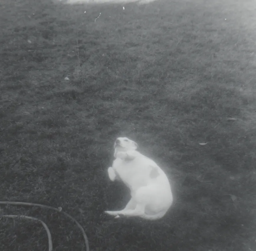 1966-01 - a white dog on his back.png