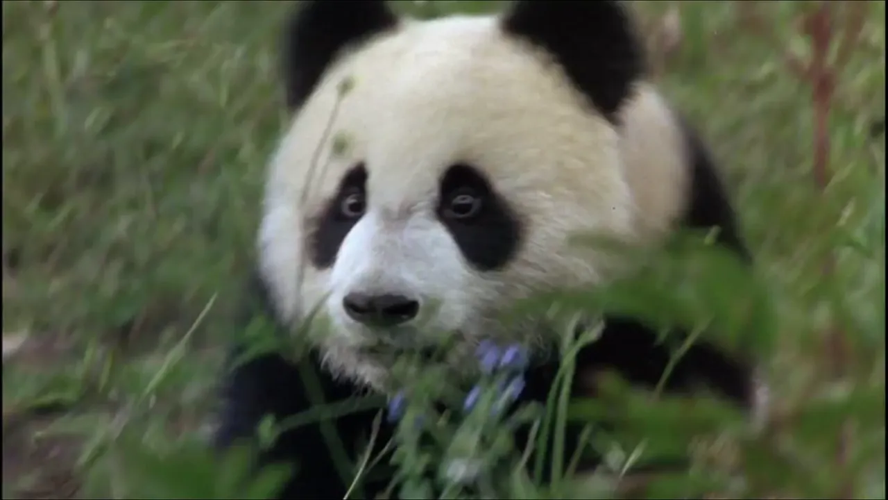 Screenshot at 2020-11-15 02:04:55 Panda.png