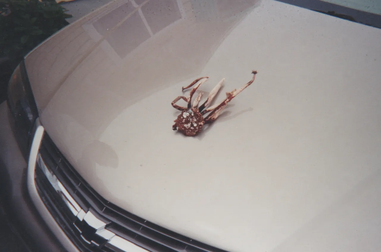 Spider Maybe on the hood of a car.jpg