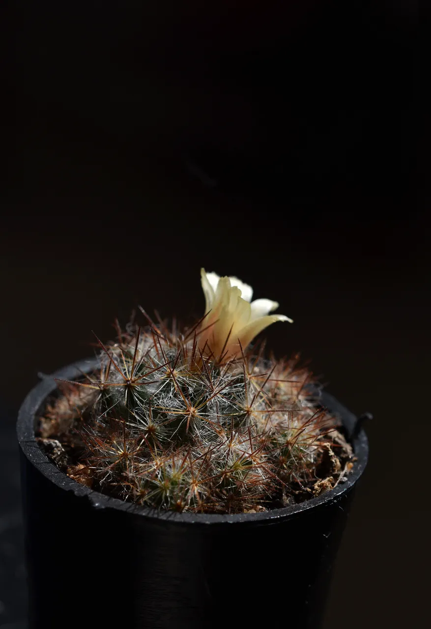 Mammillaria Prolifera seedling flower 3.jpg