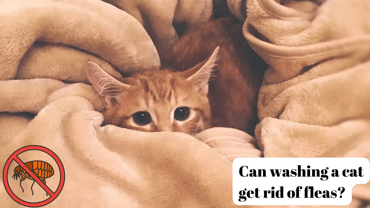 What causes fleas for indoor cats-min.png