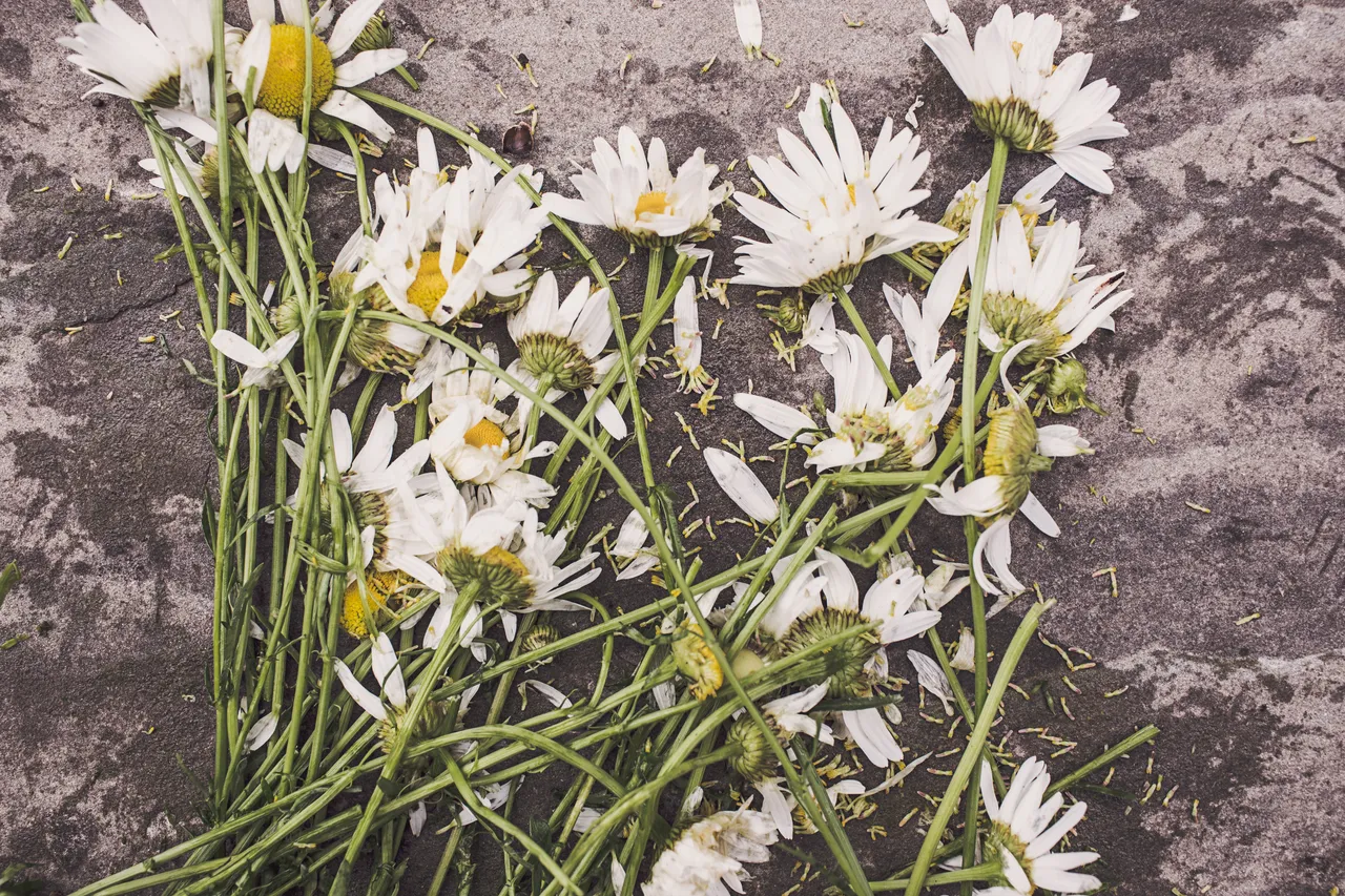 Foto por Gratisography en Pexels