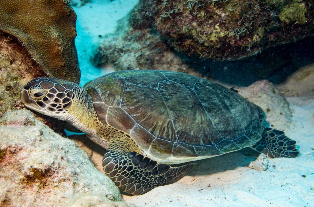 hawksbill