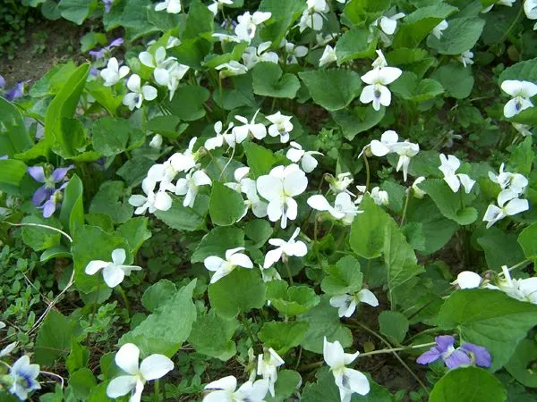 East - white violets crop May 2015.jpg