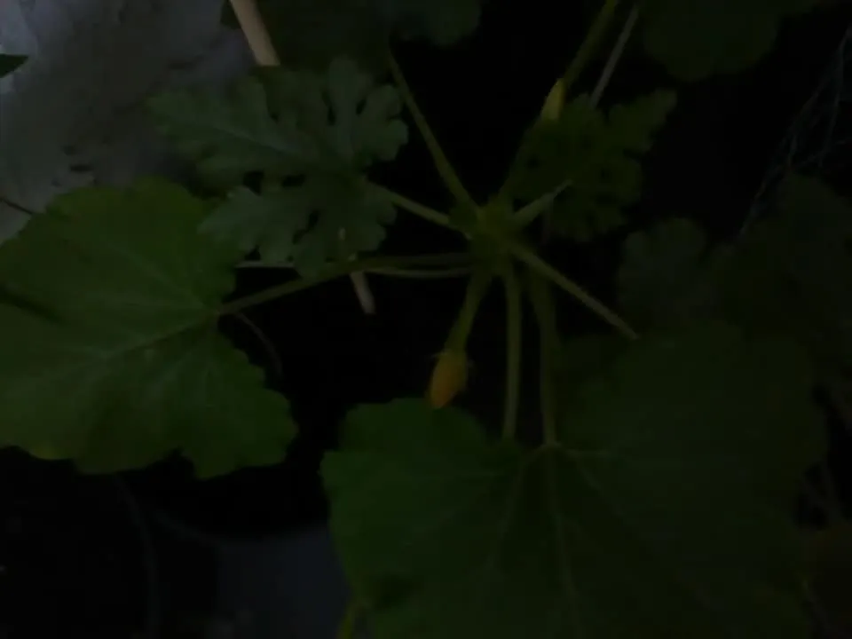 29433219_1747804185300395_781914984090213331_n.jpg