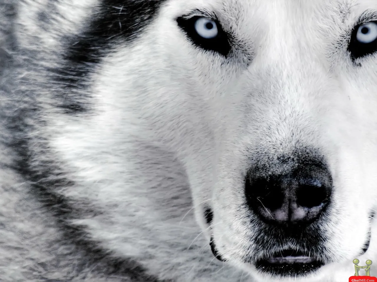 beautiful-unique-hd-wallpaper-of-siberian-wolf.jpg