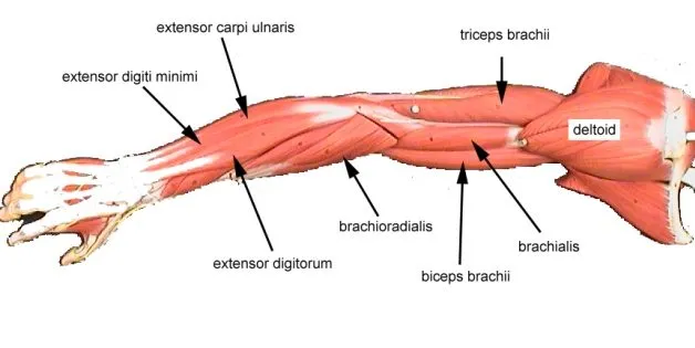 guide-arm-muscles-carlsbad-boot-camp-628x315_4.jpg