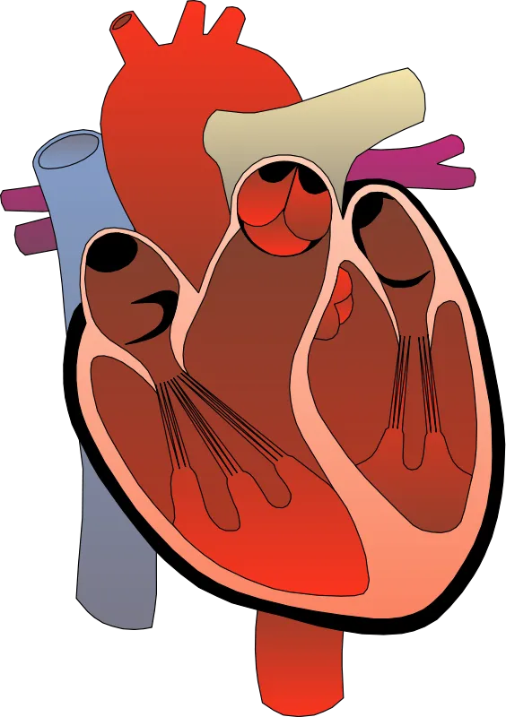 14157-medical-illustration-of-a-human-heart-pv.png